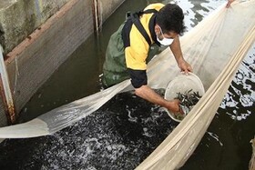 تولید و رهاسازی ۱۵۰ میلیون قطعه بچه ماهی استخوانی در رودخانه های گیلان