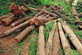 جلوگیری از قاچاق درختان دست کاشت در آستانه اشرفیه