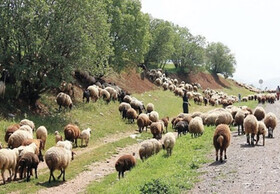 دام های گیلان در مسیر کشتارگاه بخاطر گرسنگی