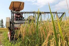 برداشت برنج از ۸۵ درصد از شالیزارهای گیلان
