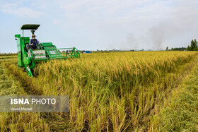 شالیکاران برنج نیازمند اقدامات حمایتی 