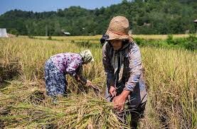 تضرر کشاورزان در بزرگترین شهرستان برنج خیز کشور   