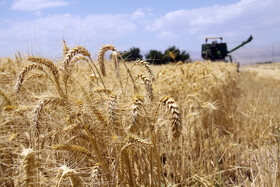 پیش‌بینی برداشت ۱۵ هزار تن گندم از مزارع گیلان
