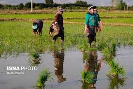 اخطار به برنجکاران سهل‌انگار در رشت