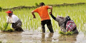اقداماتی برای مقابله با کم آبی تولید برنج گیلان   