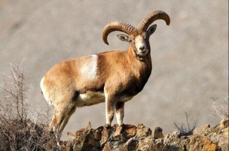 مشاهده نشدن طاعون نشخوار کنندگان کوچک در گیلان