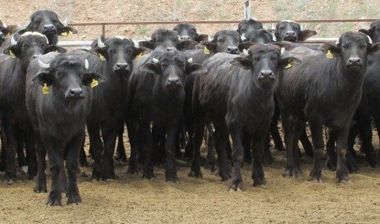 رد پای توسعه گوشت و شیر دام هزاره سوم در گیلان رد پای توسعه گوشت و شیر دام هزاره سوم در گیلان