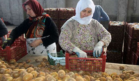 ضرورت توجه به بسته بندی محصولات کشاورزی گیلان در بازارهای خارجی