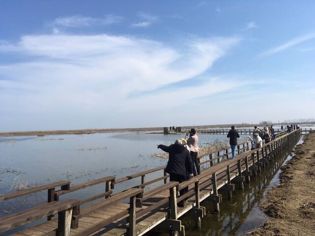 پرنده نگری شاخه ای جذاب و جوان در گیلان پرنده نگری شاخه ای جذاب و جوان در گیلان