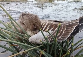 مشاهده آنفلوانزای فوق حاد پرندگان در گیلان