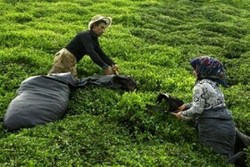 استحصال بیش از ۱۱ هزار تن چای خشک در کشور/۴۸ درصد مطالبات چایکاران باقی مانده است