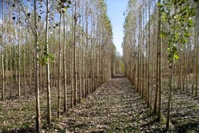 رتبه نخست گیلان در زراعت چوب اراضی مستثنیات