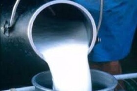 فروش ۲۰ درصد شیر گیلان به فروشگاه های لبنیات سنتی  