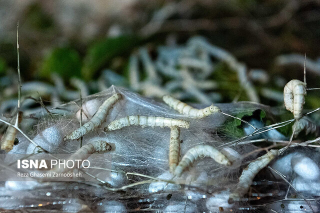 نوغانداری انزلی؛ شغلی دیرین در انتظار حمایت مسئولان