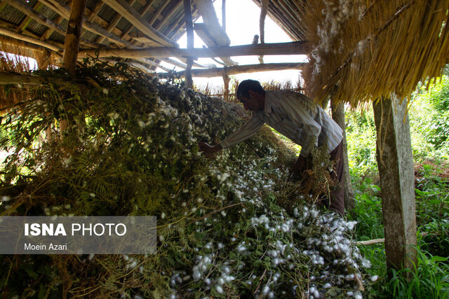 نوغانداری انزلی؛ شغلی دیرین در انتظار حمایت مسئولان