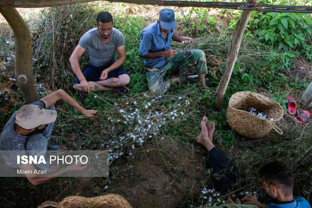 نوغانداری انزلی؛ شغلی دیرین در انتظار حمایت مسئولان