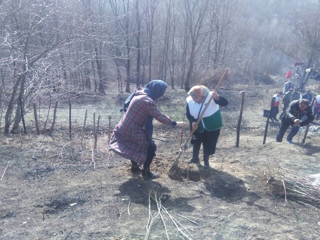 «بانی جنگل» در ۵ ناحیه رویشی کشور هستیم/ جنگل ها توان بهره برداری بیشتر را ندارند