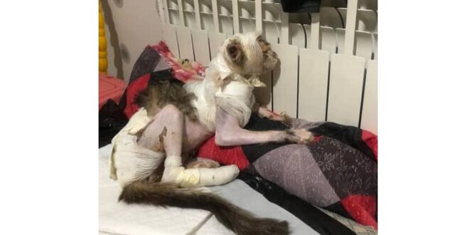 شناسایی و دستگیری عامل حیوان آزاری در رشت