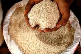 تنظیم بازار گیلان با ۱۰ هزار تن برنج خارجی/ لزوم خروج برنج کشاورزان از شالیکوبی ها