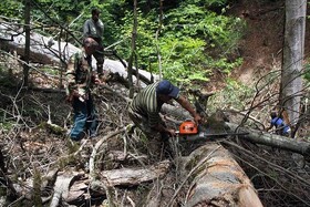 تشکیل ۹۳۷ پرونده برای قاچاقچیان جنگل و تخریب گران محیط زیست گیلان