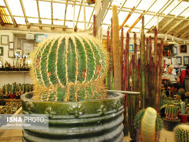 مؤسس بهشت کاکتوس های آستارا آسمانی شد