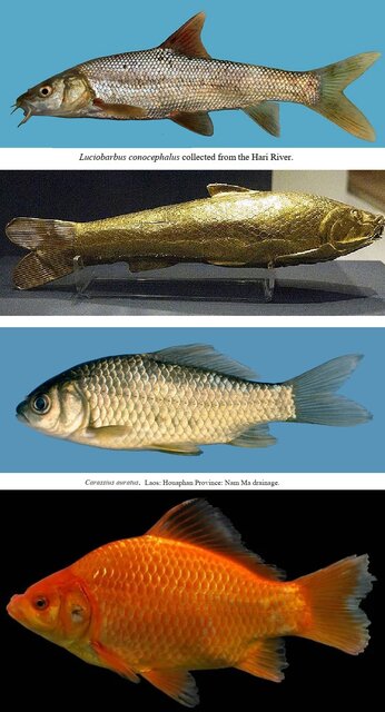 «ماهی قرمز» هیولا نیست/ آبزیان غیر بومی را در اکوسیستم رها نکنید