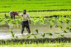 اجرای کشت قراردادی برنج در گیلان با هدف حمایت از تولید
