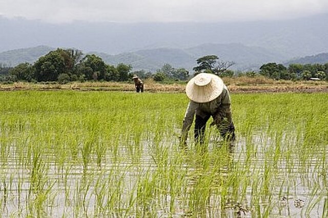همتی مضاعف در گیلان برای پیشگیری از خسارت برنجکاران