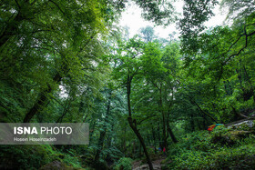 حفاظت از جنگل های هیرکانی گیلان با بیش از ۴۰۰ قرق بان