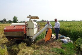 نجات ۴۰ هزار تن برنج سفید گیلان از نیم دانه شدن