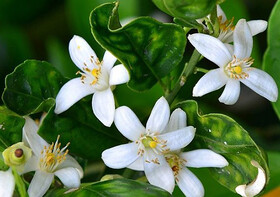 جشنواره بهار نارنج در کومله برگزار می‌شود