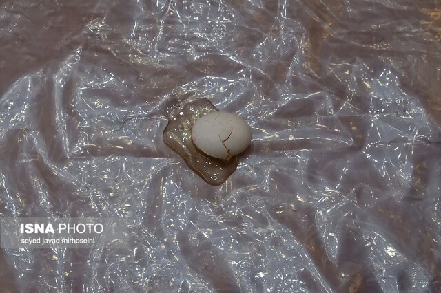 مسابقات چالش جاذبه در موسسه آموزش عالی جهاد دانشگاهی گیلان برگزار شد