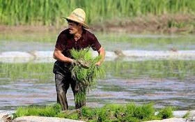 انجام وجین در ۸۸ درصد از شالیزارهای گیلان