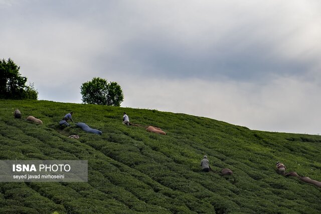 برداشت برگ سبز چای در باغات گیلان