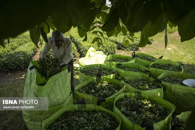 برداشت برگ سبز چای در باغات گیلان