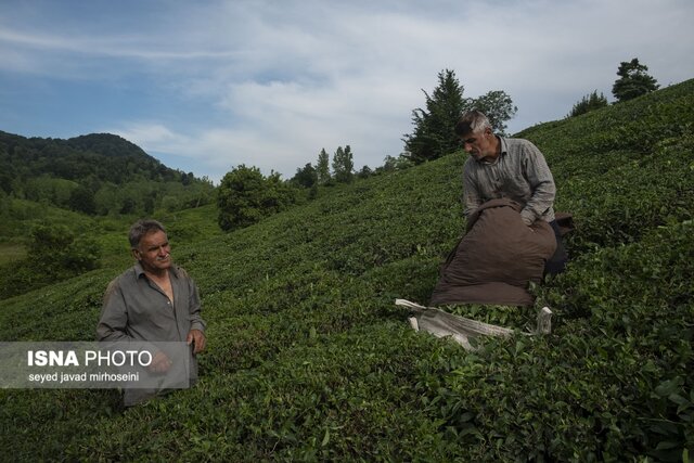 برداشت برگ سبز چای در باغات گیلان