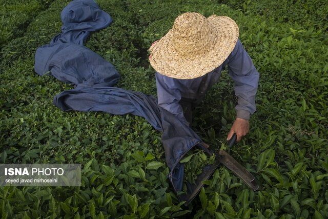 برداشت برگ سبز چای در باغات گیلان