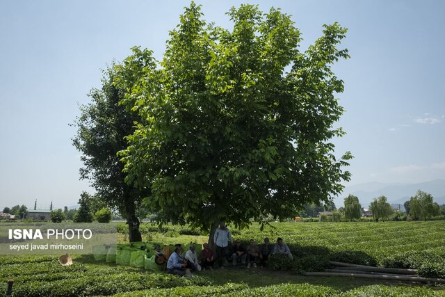 برداشت برگ سبز چای در باغات گیلان