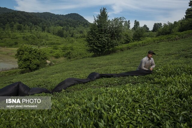 برداشت برگ سبز چای در باغات گیلان