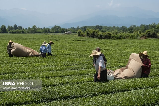 برداشت برگ سبز چای در باغات گیلان