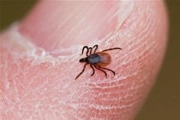 ۱۴ استان درگیر کریمه کنگو/ رودسر دارای بیشترین موارد ابتلا ۱۴ استان درگیر کریمه کنگو/ رودسر دارای بیشترین موارد ابتلا