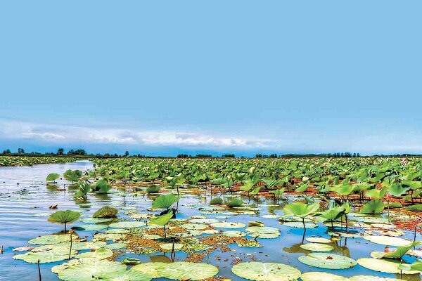مرثیهای برای تالاب بینالمللی انزلی/ انتظار خودپالایی از تالاب نداشته باشیم مرثیهای برای تالاب بینالمللی انزلی/ انتظار خودپالایی از تالاب نداشته باشیم