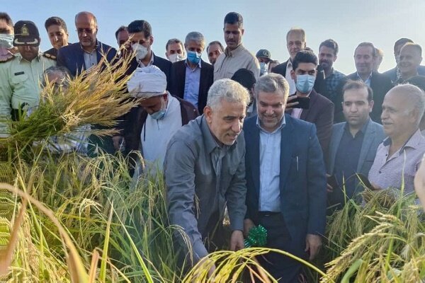 برنجی که با الگوی مدیریتی قرارگاه جهادی قد کشید