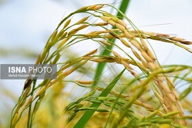 مزارع برنج - شهرستان مرزی آستارا