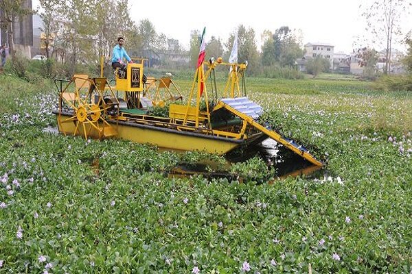 جمع آوری سنبل آبی در ۵۰ هکتار از تالاب انزلی