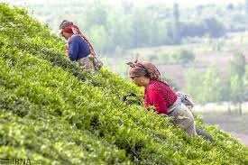 آسیب به برخی از باغات چای کشور به دلیل کاهش بارندگی