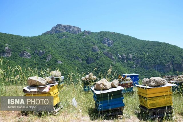 زنبورستان های آستارا در گردنه حیران