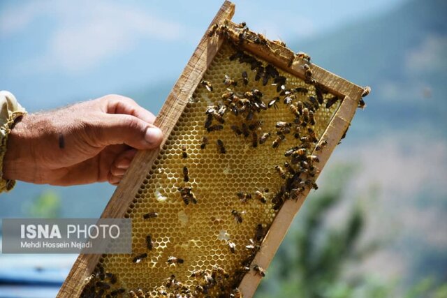 زنبورستان های آستارا در گردنه حیران
