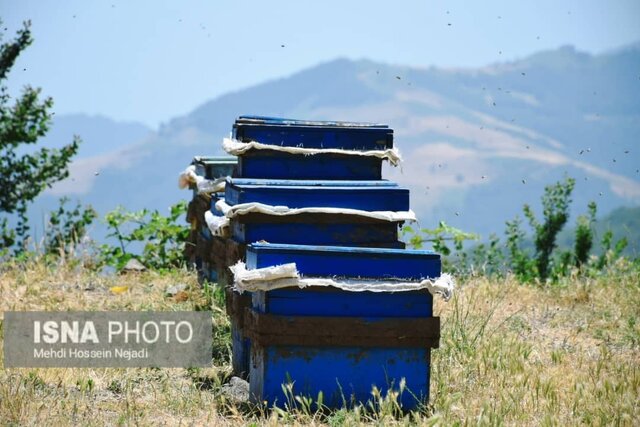 زنبورستان های آستارا در گردنه حیران