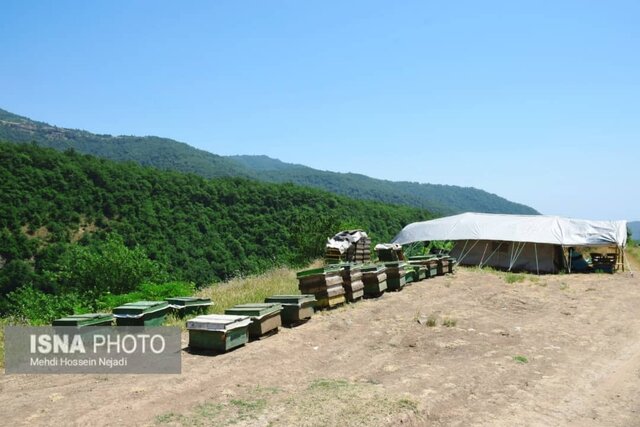 زنبورستان های آستارا در گردنه حیران